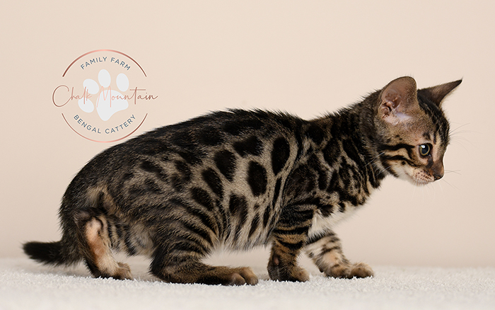 Bengal kitten for sale